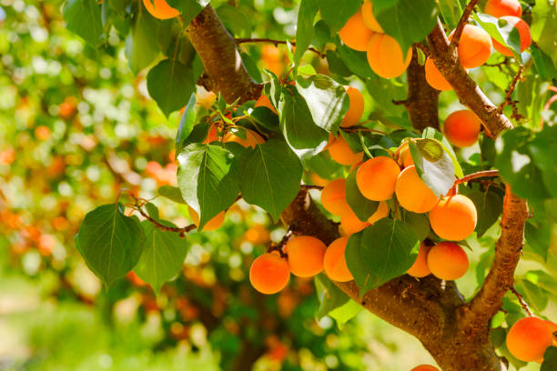 orchard