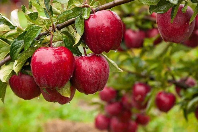 apple tree